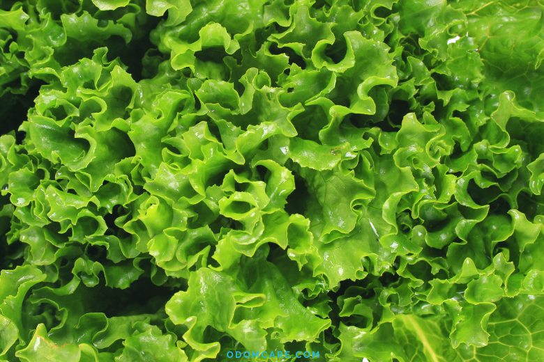 Fresh green lettuce leaves.