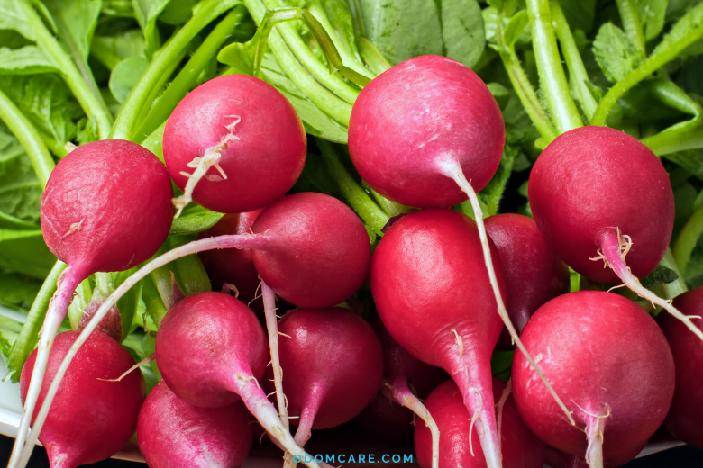 Fresh radishes with vibrant red skin and green leaves